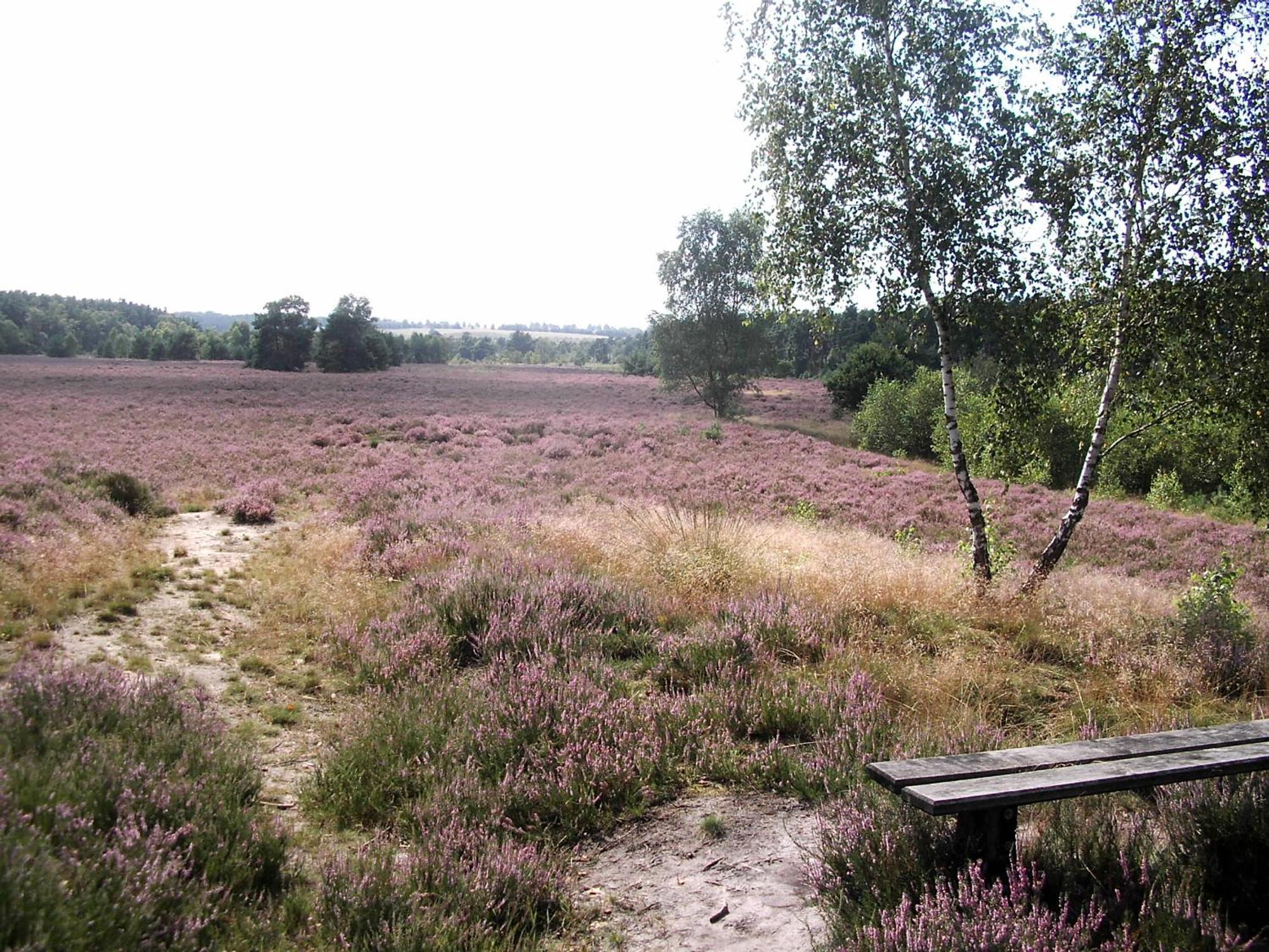 Ferienwohnungen Liedtke Bispingen Exterior foto