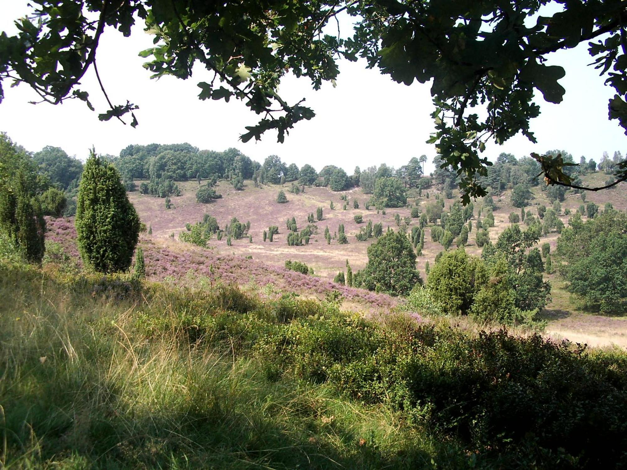 Ferienwohnungen Liedtke Bispingen Exterior foto